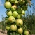 Яблоня БОЛЕРО колонновидная в Челябинске