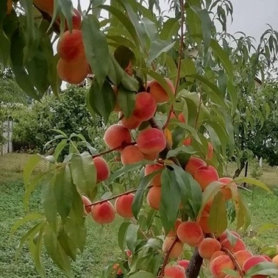 Персик ВУЛКАН в Челябинске