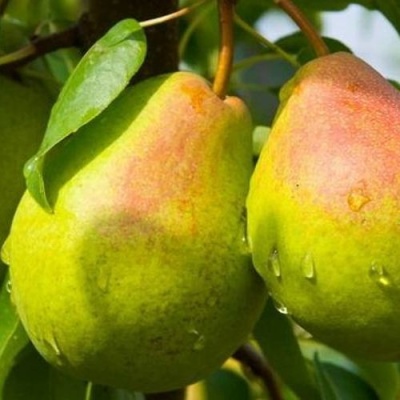 Груша ФЛЕЙТА в Челябинске