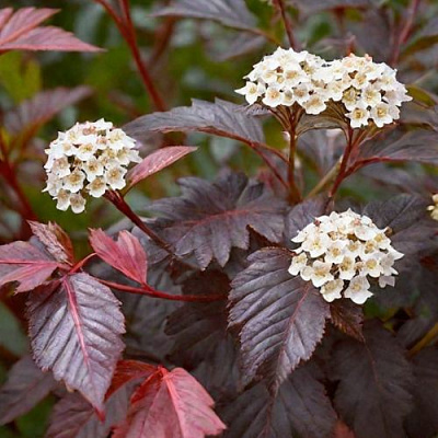 Бордовый в Челябинске