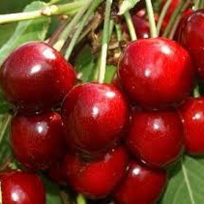 Черешня МИНЧАНКА в Челябинске