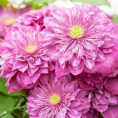 Клематис КАЙЗЕР в Челябинске