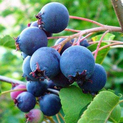 Ирга ПЕМБИНА в Челябинске