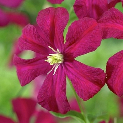 Клематис МАДАМ ДЖУЛИЯ КОРРЕВОН в Челябинске