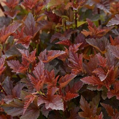 Красный в Челябинске