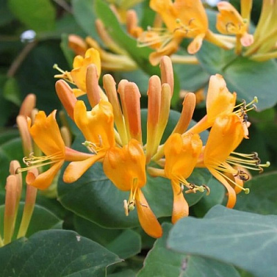 Жимолость ТЕЛЬМАНА в Челябинске