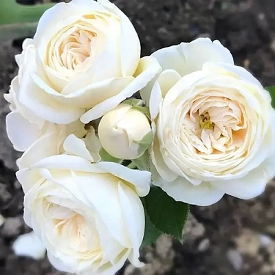 Роза АРТЕМИС шраб в Челябинске