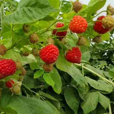 Малина КВЕЛЛИ в Челябинске