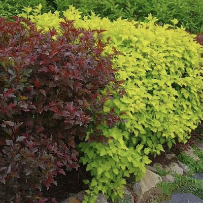 Калинолистный в Челябинске