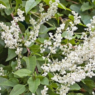 Фаллопия АУБЕРТА в Челябинске