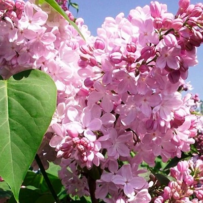 Сирень АДЕЛИНА в Челябинске