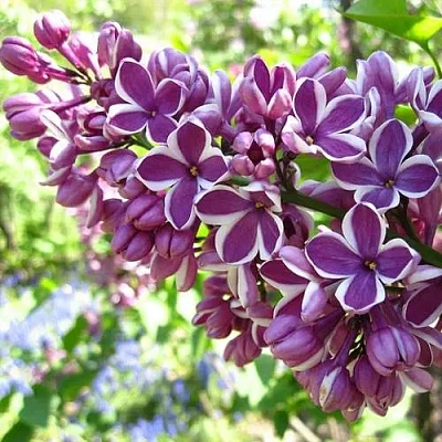 Сирень СЕНСАЦИЯ (привитая) в Челябинске