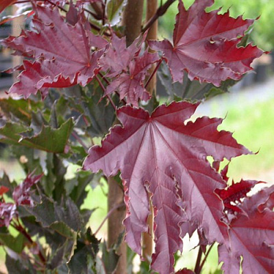 Клен КРИМСОН СЕНТРИ остролистный в Челябинске