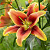 саженцы лилии Авалон Сансет
