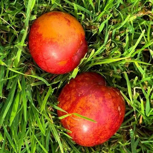 Шарафуга НЕКТАРИННАЯ в Челябинске