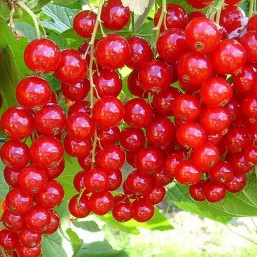 Смородина красная ФЕРТОДИ в Челябинске