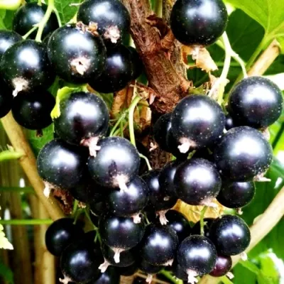 Смородина черная Селеченская 2: описание сорта, фото, отзывы садоводов