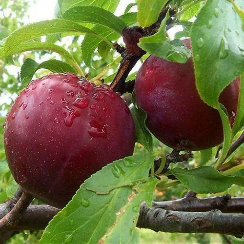Слива КЛЕОПАТРА в Челябинске