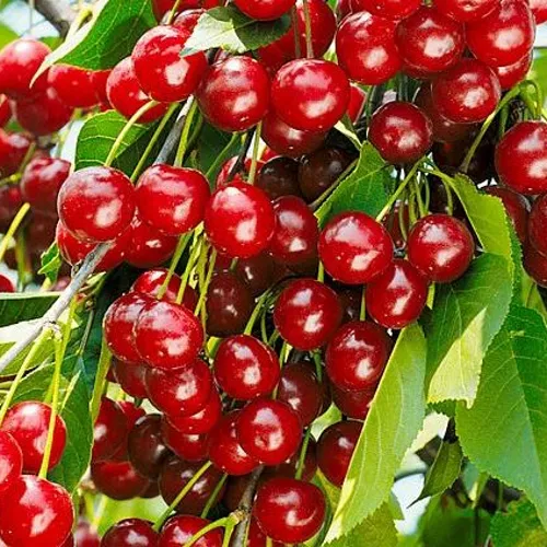 Вишня БРУСНИЦЫНА степная в Челябинске