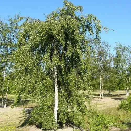 Береза повислая в Челябинске