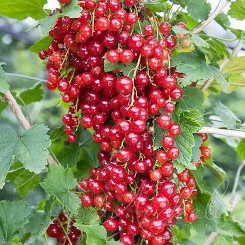 Смородина красная РЕД ЛЕЙК в Челябинске
