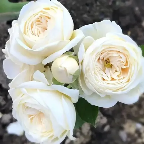 Роза АРТЕМИС шраб в Челябинске